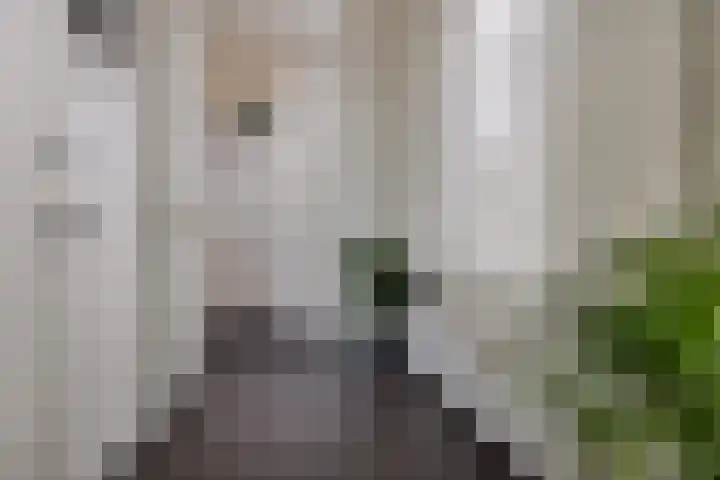 Boven Oosterdiep 157 Veendam thumbnail 26