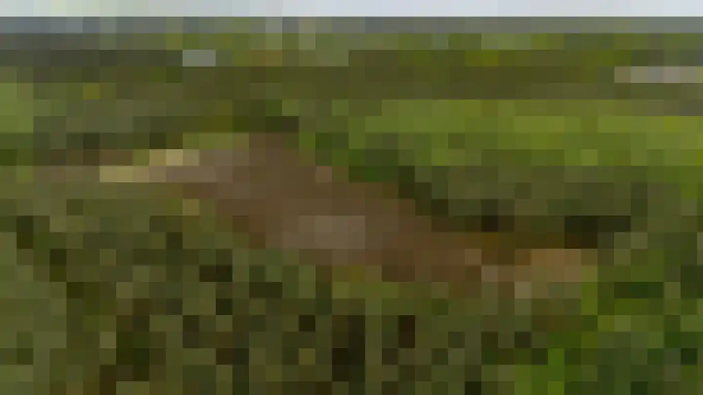Bovendwarsweg 54 Oldebroek thumbnail 69