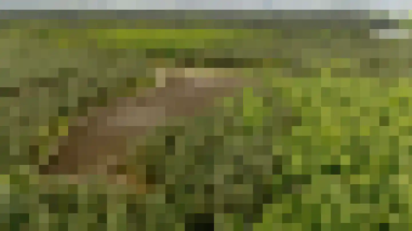 Bovendwarsweg 54 Oldebroek thumbnail 70