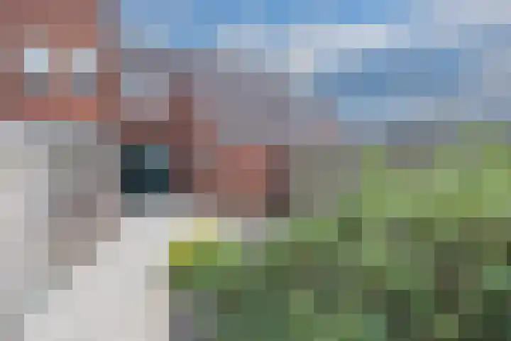 Boveneind 38 Leek thumbnail 27