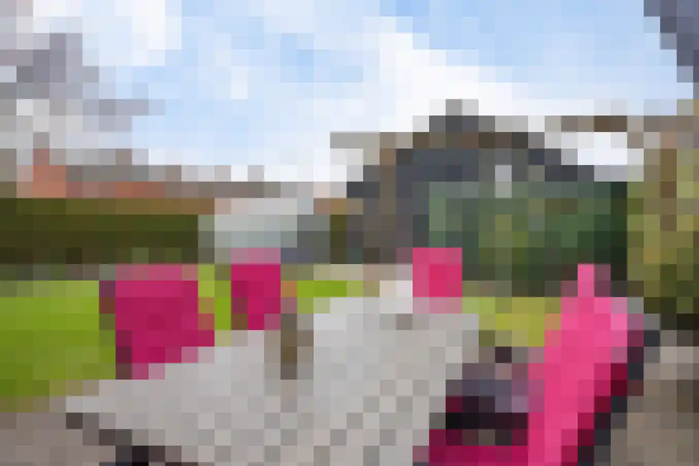 Boveneind 57 Leek thumbnail 43