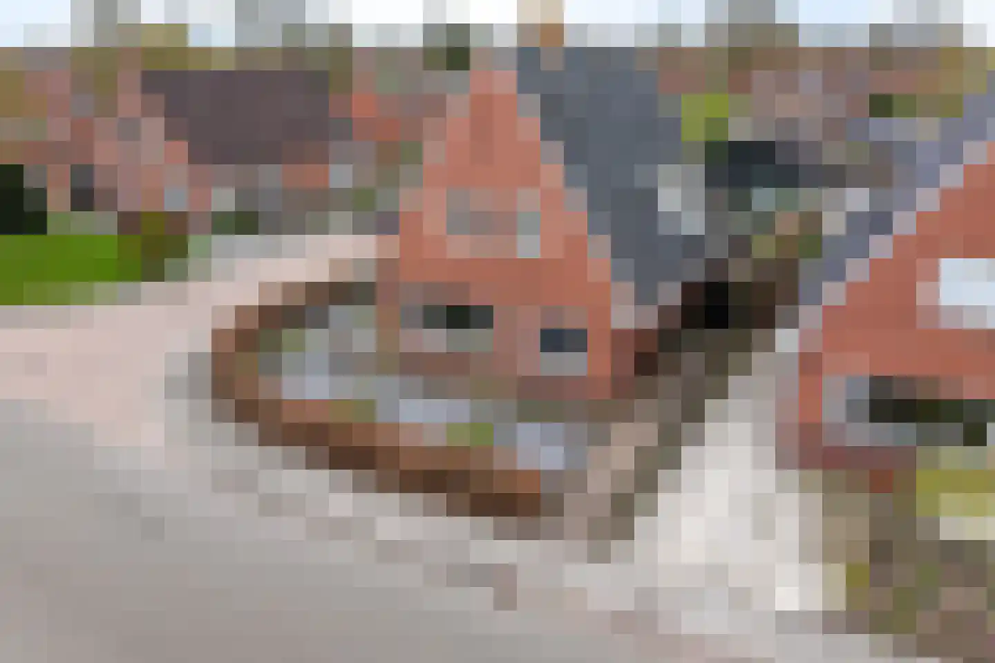 Boveneind 57 Leek thumbnail 49