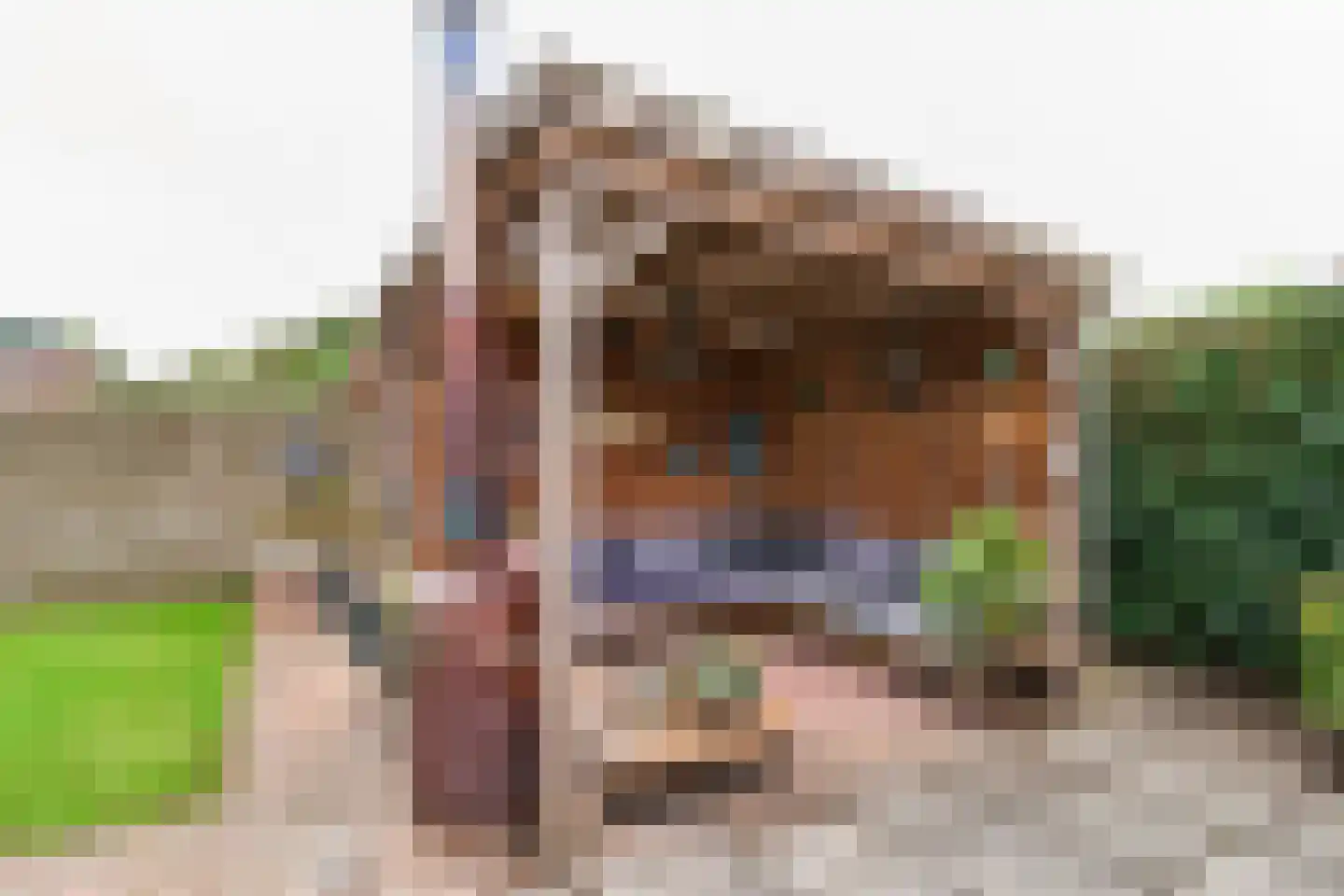Boveneind 83 Leek thumbnail 29