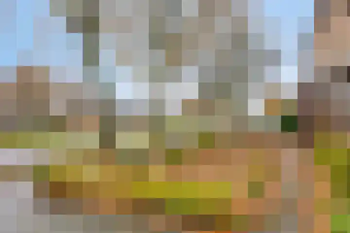 Boveneind 95 Leek thumbnail 37