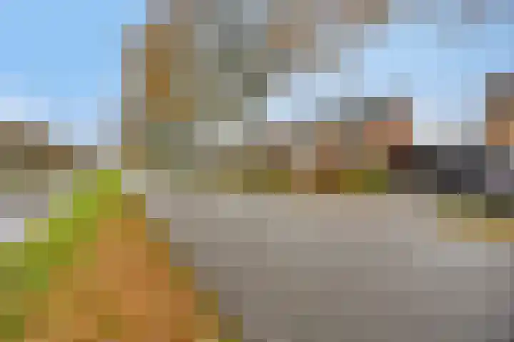 Boveneind 95 Leek thumbnail 41