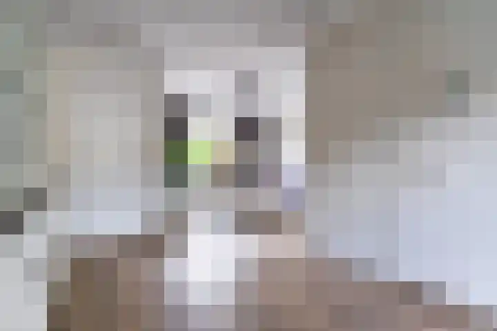 Bovenhei 39 Veldhoven thumbnail 9