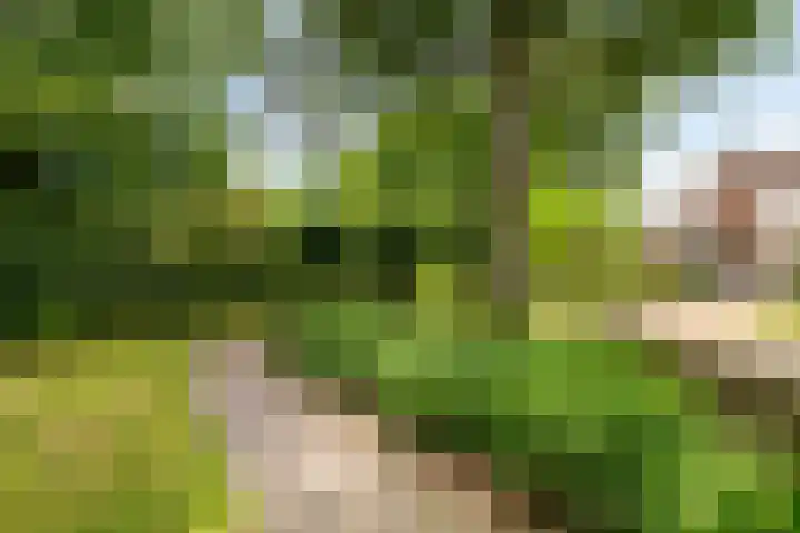 Bovenhof 13 Den Dungen thumbnail 45