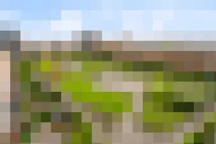 Bovenkruier 7 Dalen thumbnail 7