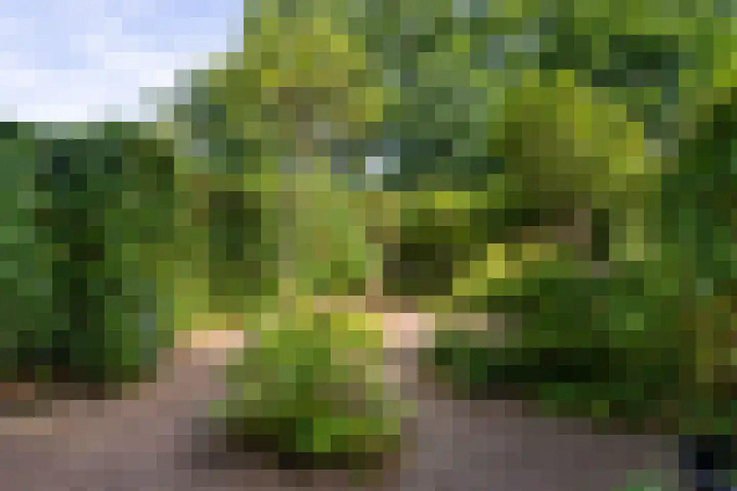 Bovenover 93 Arnhem thumbnail 28
