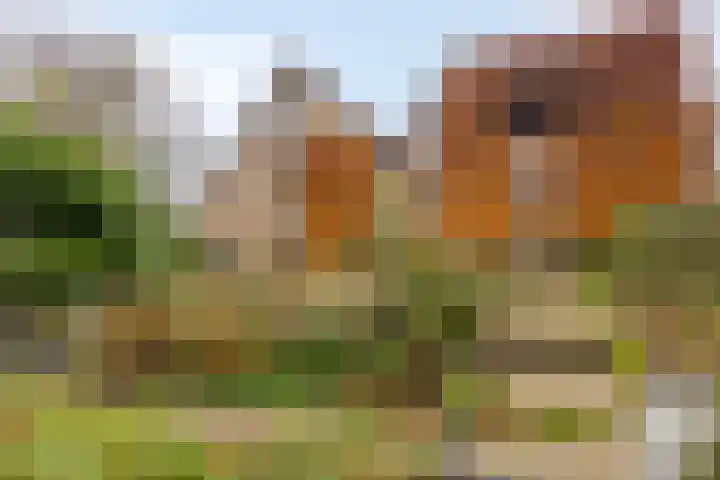 Bovensteweg 41 Mook thumbnail 31