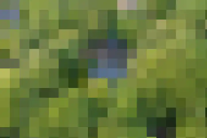 Bovensteweg 42 Mook thumbnail 102