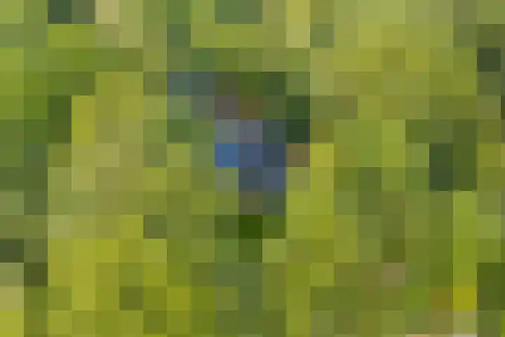 Bovensteweg 42 Mook thumbnail 4