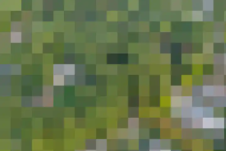Bovensteweg 42 Mook thumbnail 99
