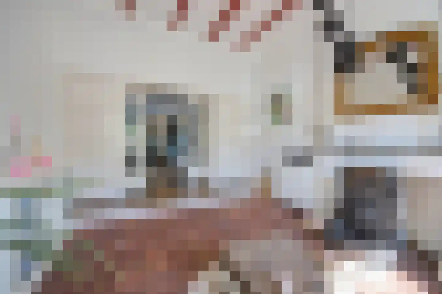Bovenstraat 8 Hoeven thumbnail 18