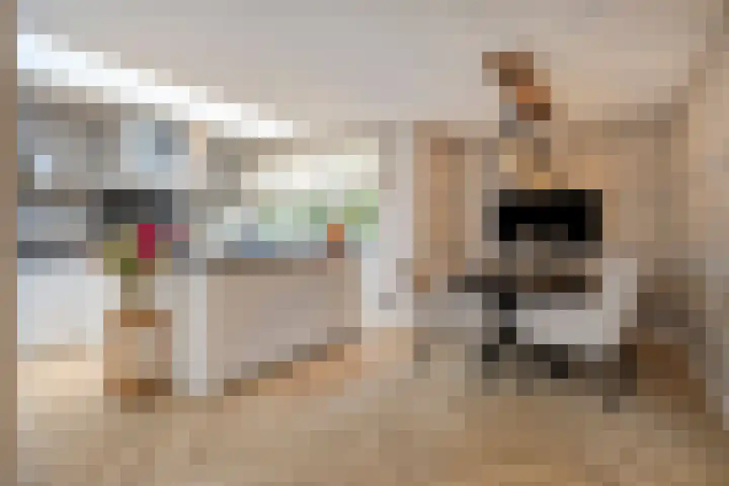 Bovenstraat-Erf 1 Hoeven thumbnail 4