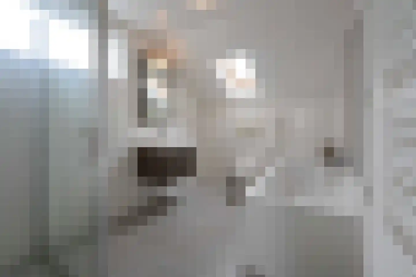 Bovenstraat-Erf 41 Hoeven thumbnail 30