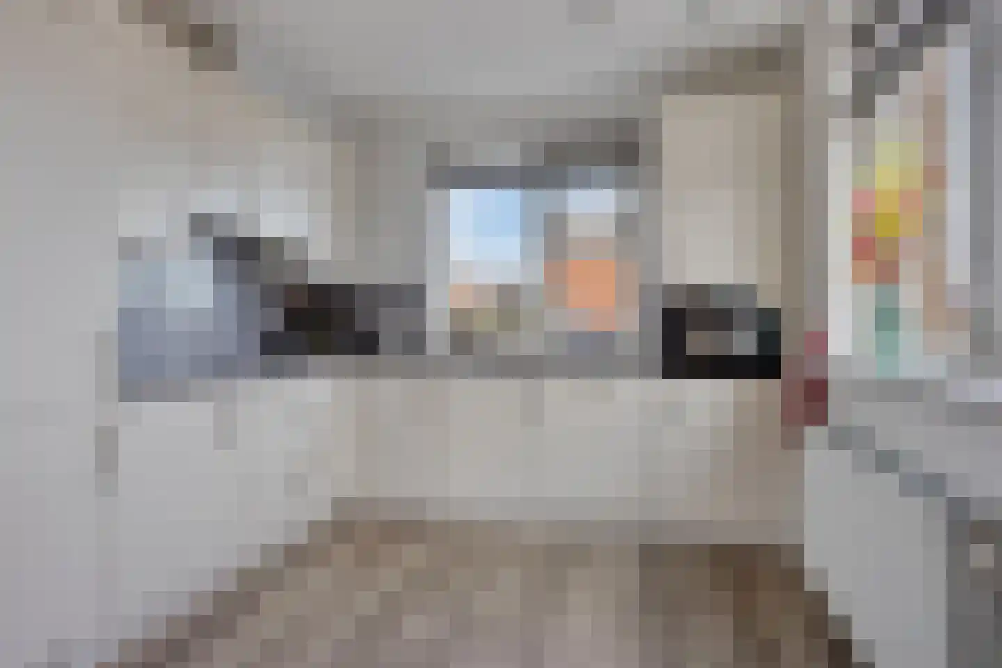 Bovist 20 Apeldoorn thumbnail 7