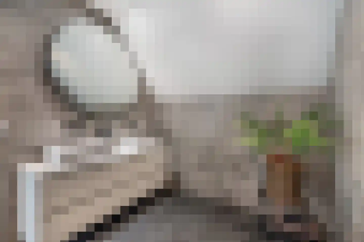 Bovist 31 Assen thumbnail 36