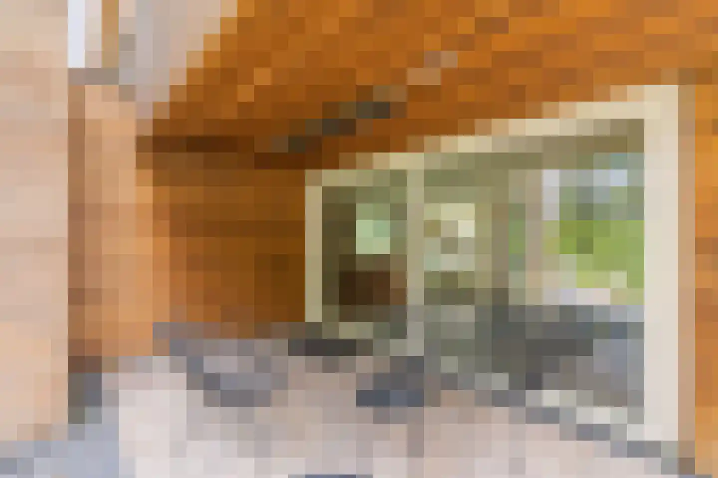Bovist 31 Assen thumbnail 39