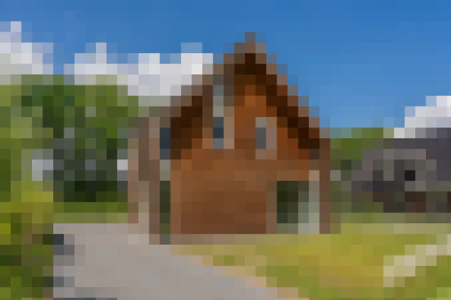 Bovist 31 Assen thumbnail 9