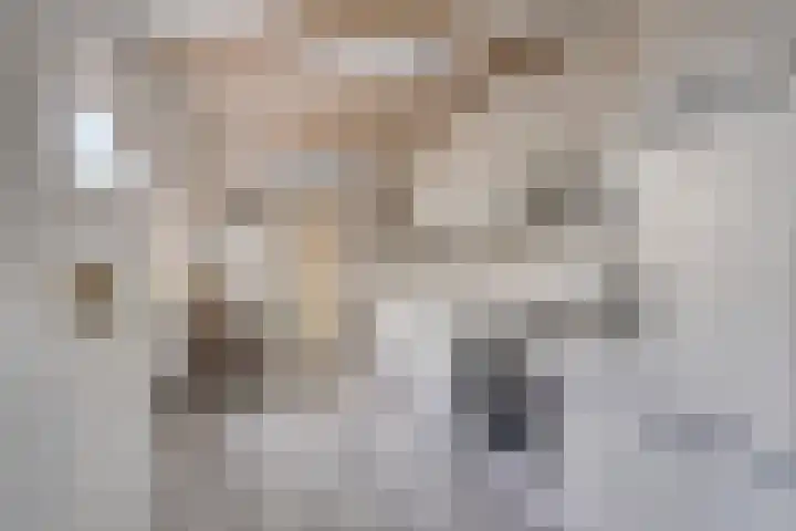 Boxhornpad 3 Eindhoven thumbnail 10