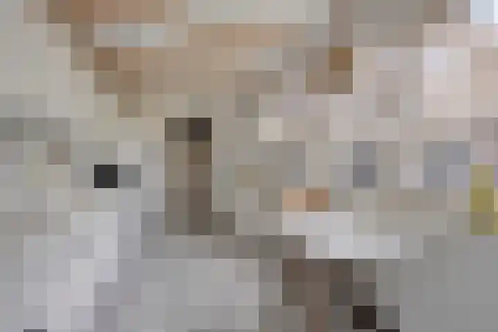 Boxhornpad 3 Eindhoven thumbnail 12