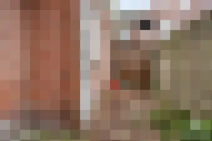 Boxhornstraat 50 Bergen op Zoom thumbnail 26