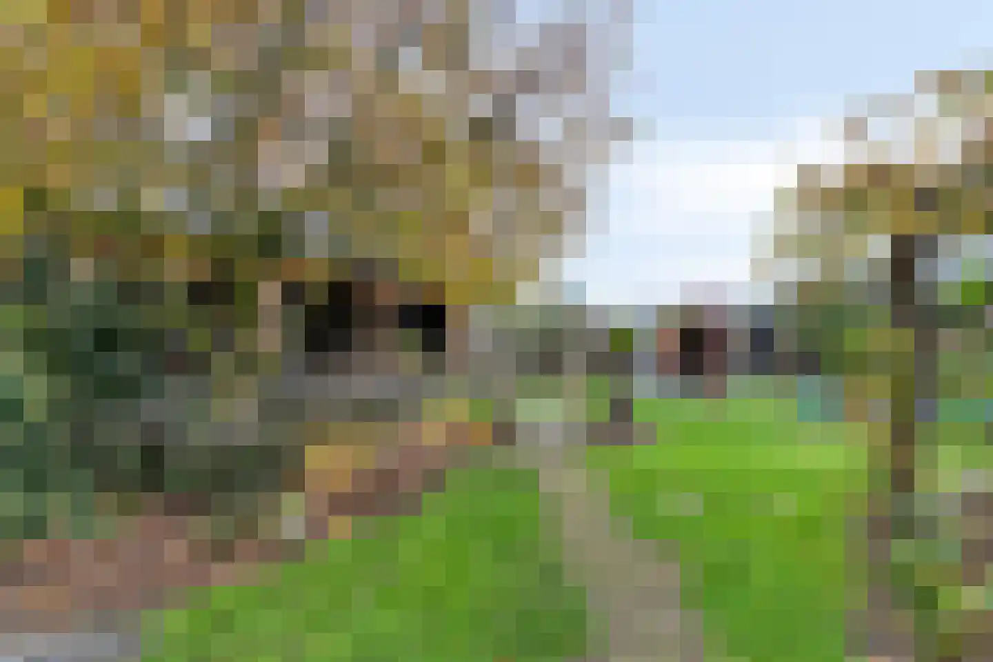 Boxmeerseweg 2 Sint Anthonis thumbnail 13