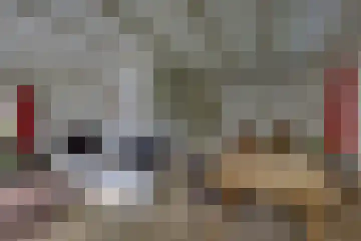 Braakmansdijk 130 Rijssen thumbnail 12