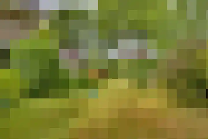 Braakmansdijk 130 Rijssen thumbnail 35