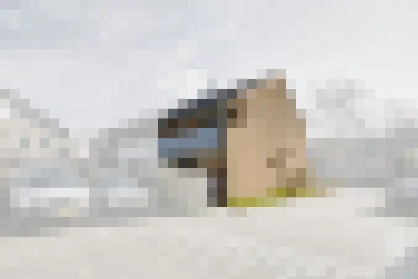 Braambes 1 Leiden thumbnail 37