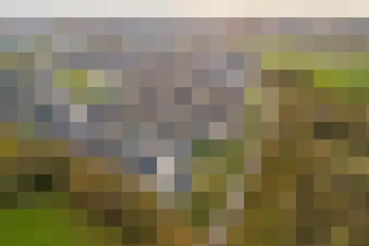 Braambes 11 Borne thumbnail 47
