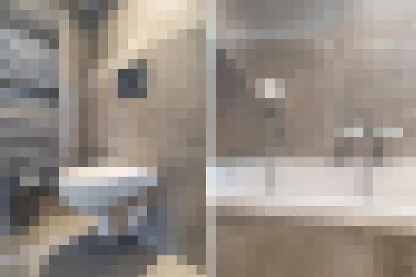 Braambes 11 Leiden thumbnail 23