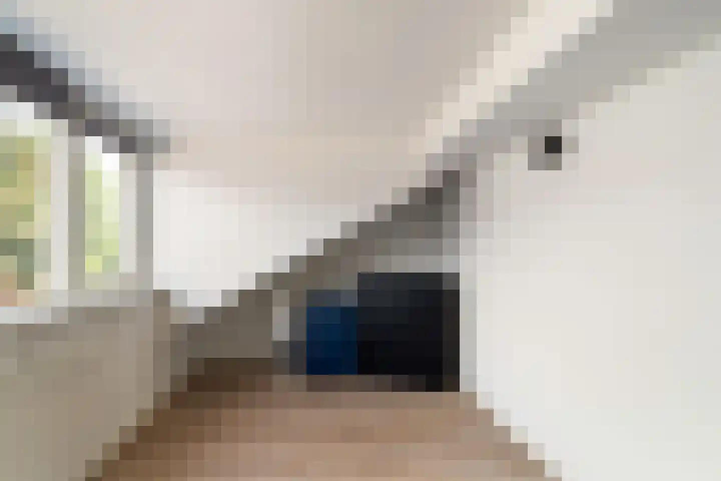 Braambes 11 Leiden thumbnail 28