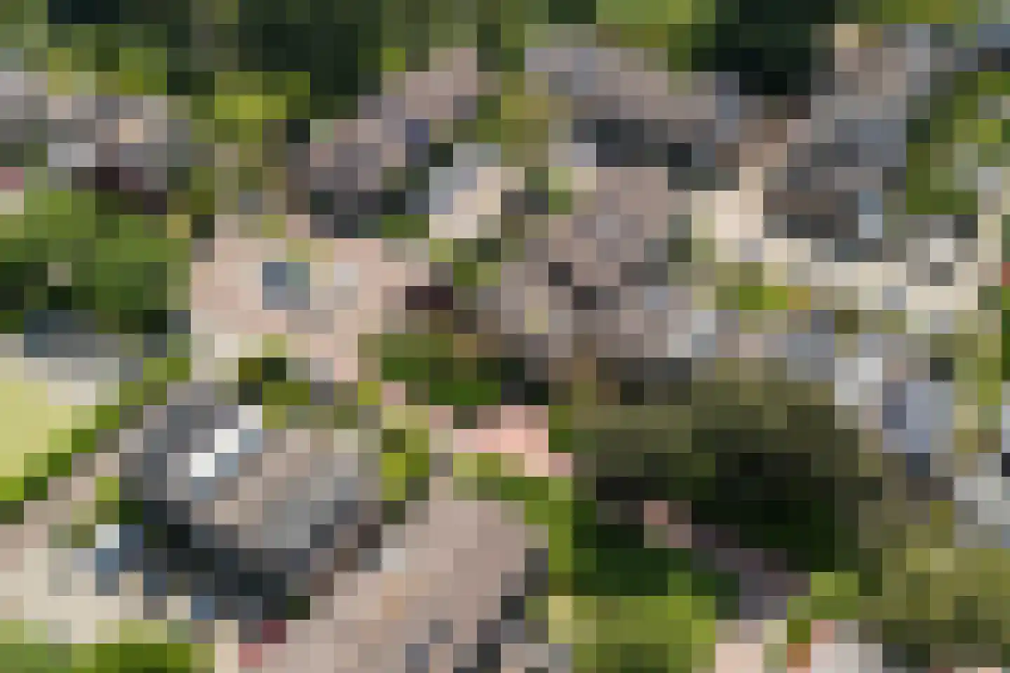 Braambes 11 Leiden thumbnail 43