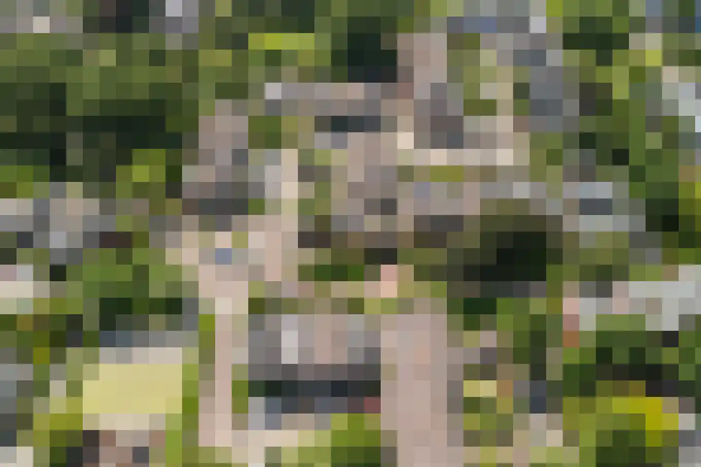 Braambes 11 Leiden thumbnail 47