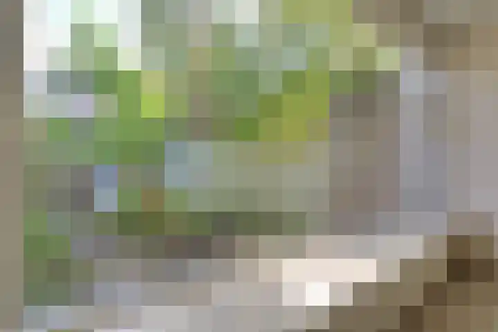 Braambes 3 Leiden thumbnail 10