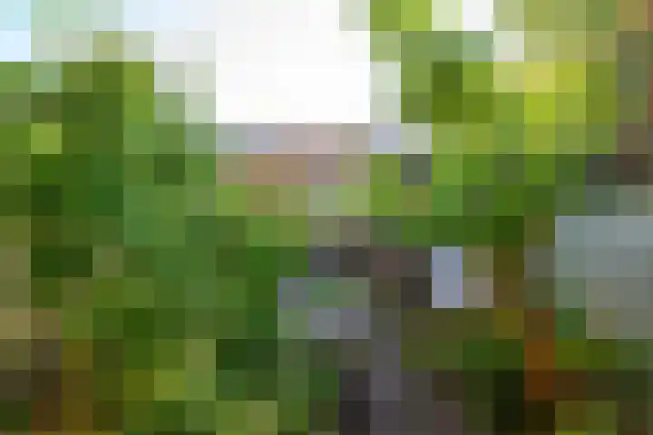 Braambes 3 Leiden thumbnail 19