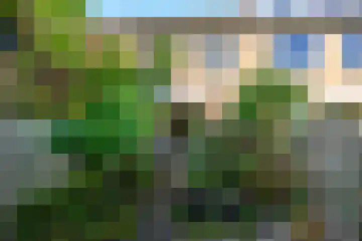 Braambes 3 Leiden thumbnail 21