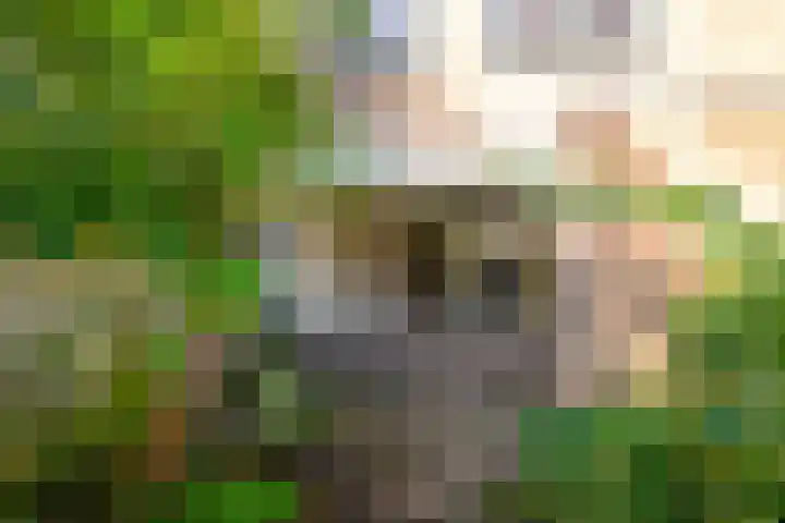 Braambes 3 Leiden thumbnail 22