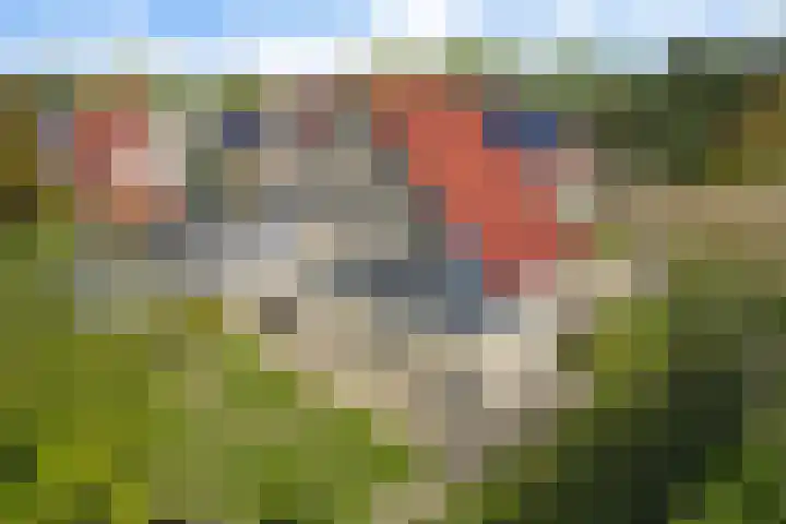 Braambos 10 Sleen thumbnail 48