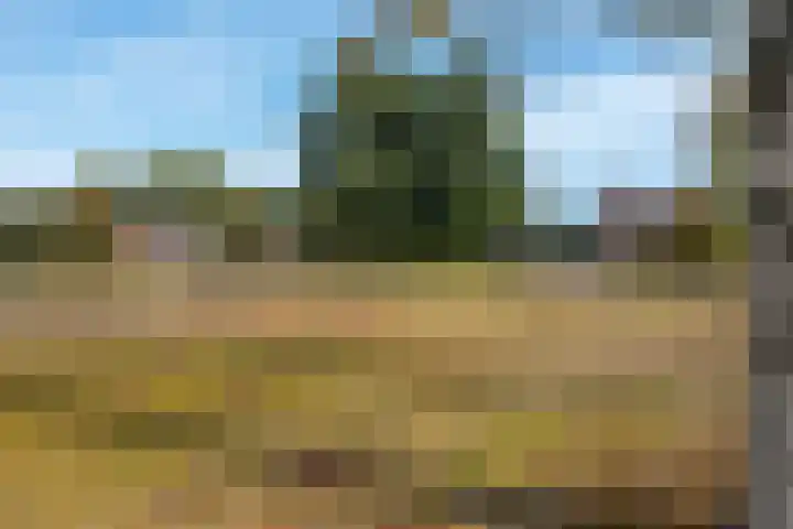 Braambos 10 Sleen thumbnail 49