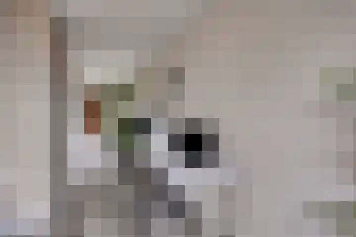 Braambos 13 Noordwijkerhout thumbnail 6