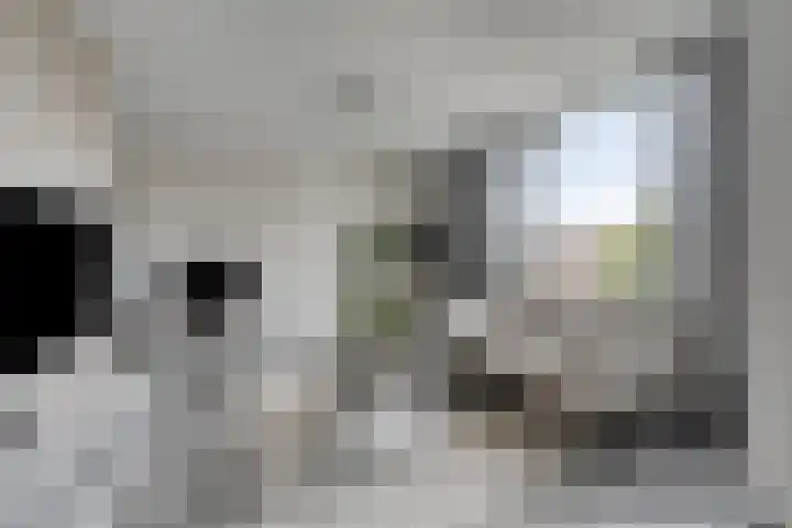 Braambos 13 Noordwijkerhout thumbnail 7
