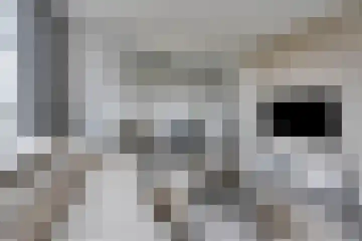 Braambos 13 Noordwijkerhout thumbnail 9