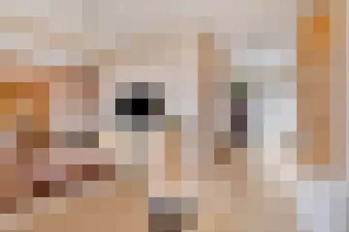 Braambos 15 Noordwijkerhout thumbnail 14