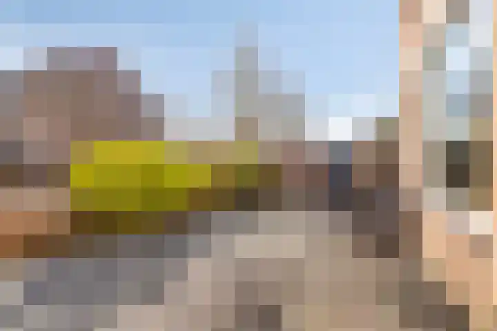 Braambos 17 Noordwijkerhout thumbnail 33