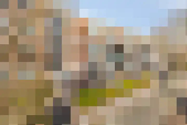 Braambos 17 Noordwijkerhout thumbnail 44