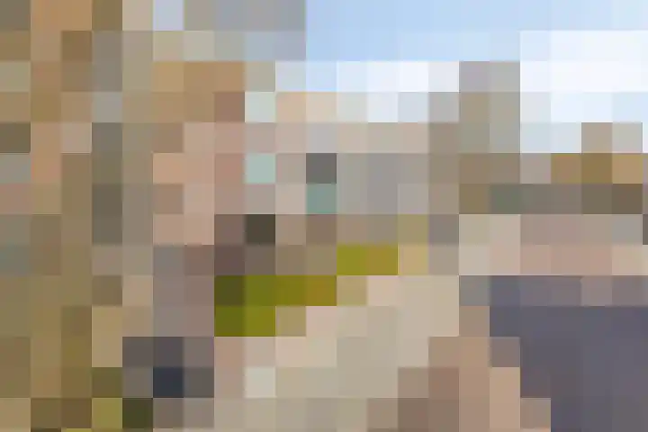 Braambos 17 Noordwijkerhout thumbnail 45