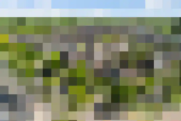 Braamhorst 50 Alphen aan den Rijn thumbnail 4